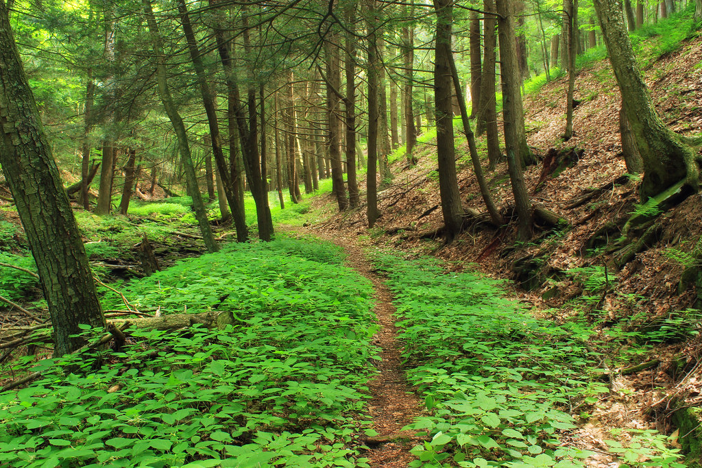 Sendero entre árboles en una mañana tranquila